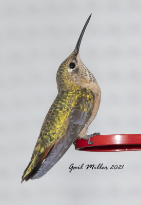 Broad-tailed Hummingbird, female.