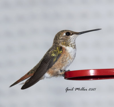 Broad-tailed Hummingbird, female.