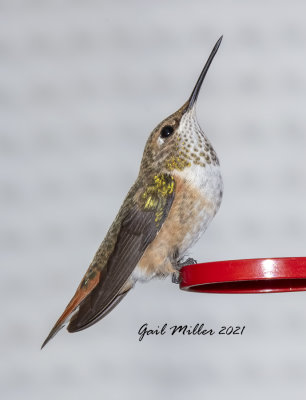 Broad-tailed Hummingbird, female.