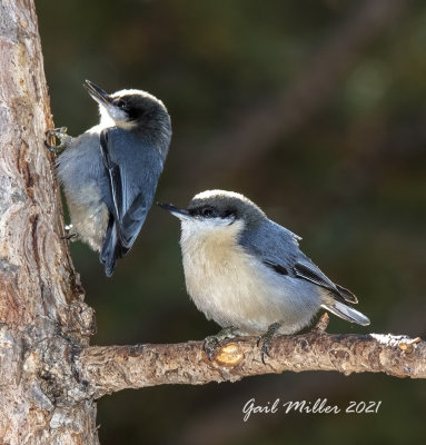 Pygmy Nuthatch