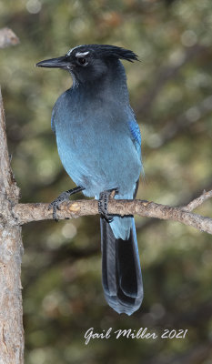 Steller's Jay