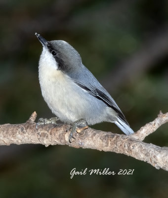 Pygmy Nuthatch