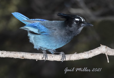 Steller's Jay