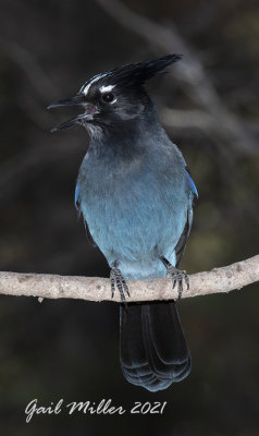 Steller's Jay