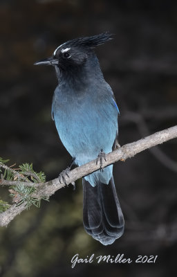 Steller's Jay