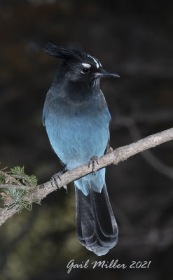 Steller's Jay