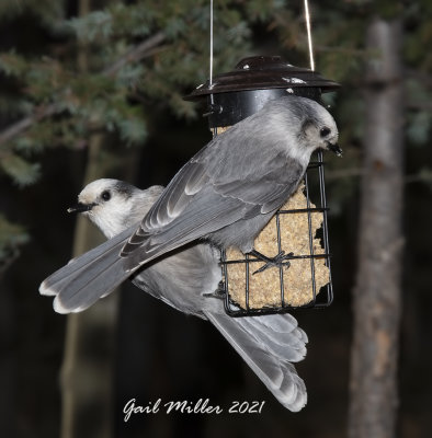 Canada Jay