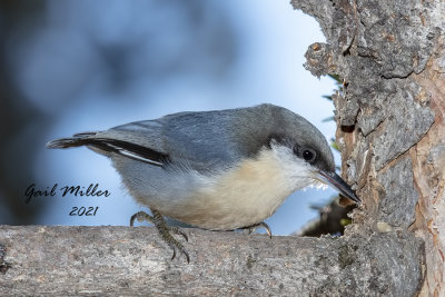 Pygmy Nuthatch