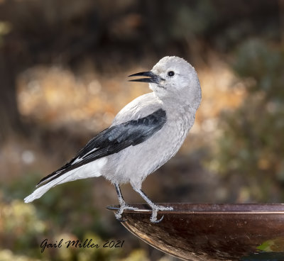 Clark's Nutcracker