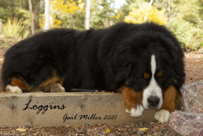 Loggins in Colorado