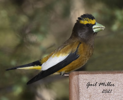 Evening Grosbeak, male. 