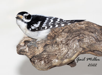 Downy Woodpecker