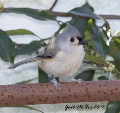 Tufted Titmouse