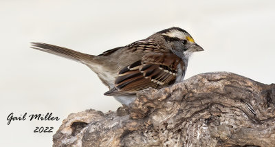 White-throated Sparrow