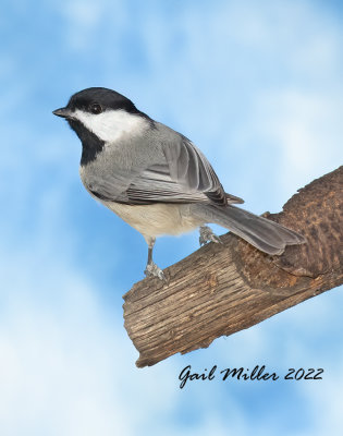 Carolina Chickadee