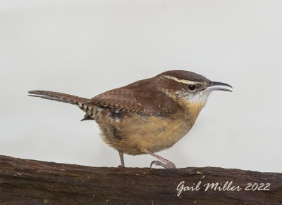 Carolina Wren