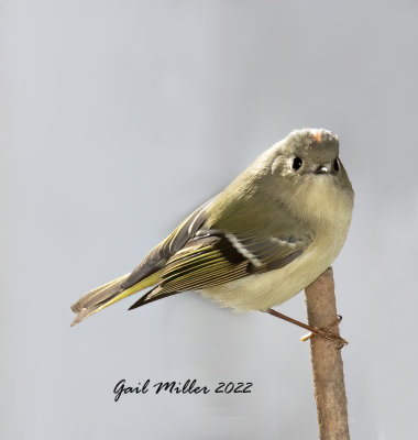 Ruby-Crowned Kinglet