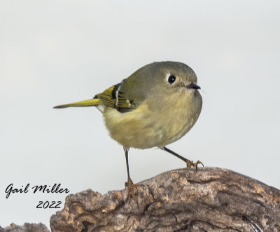 Ruby-Crowned Kinglet