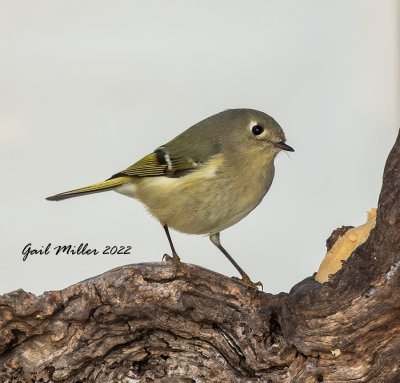 Ruby-Crowned Kinglet