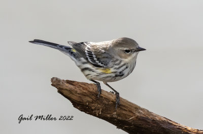 Yellow-rumped Warbler