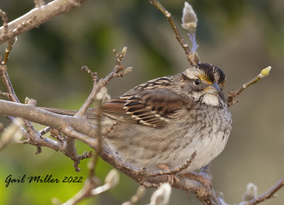 White-throated Sparrow