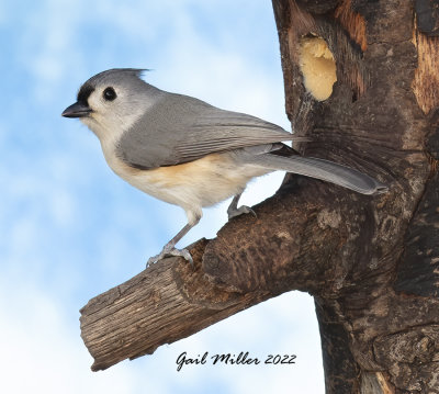 Tufted Titmouse