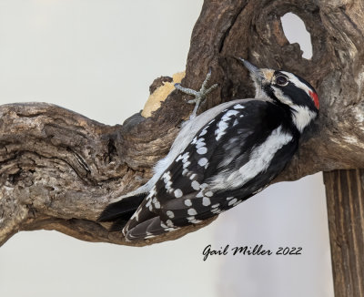 Downy Woodpecker