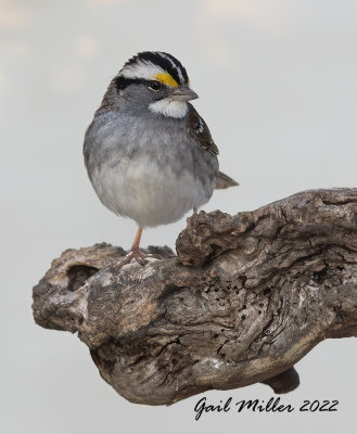 White-throated Sparrow