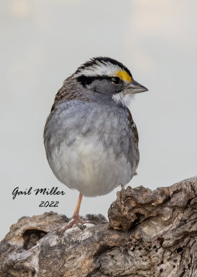 White-throated Sparrow