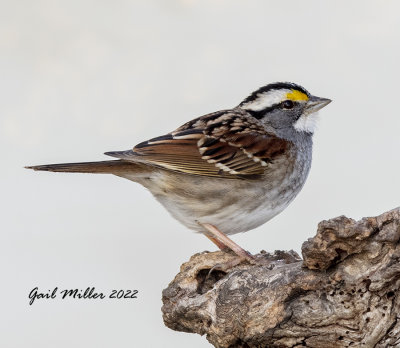 White-throated Sparrow