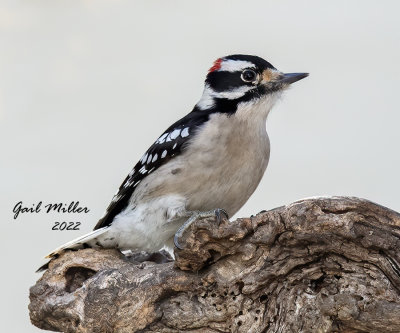 Downy Woodpecker