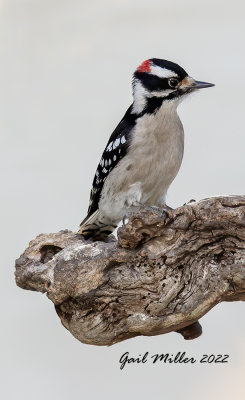 Downy Woodpecker