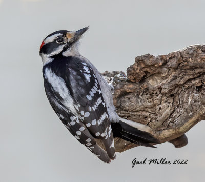 Downy Woodpecker