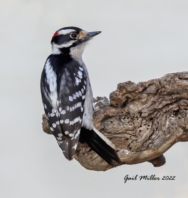 Downy Woodpecker