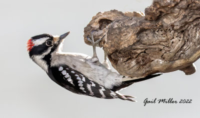 Downy Woodpecker