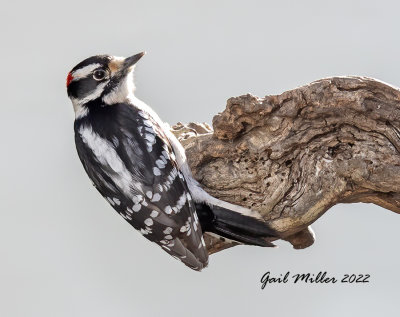 Downy Woodpecker