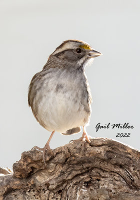 White-throated Sparrow