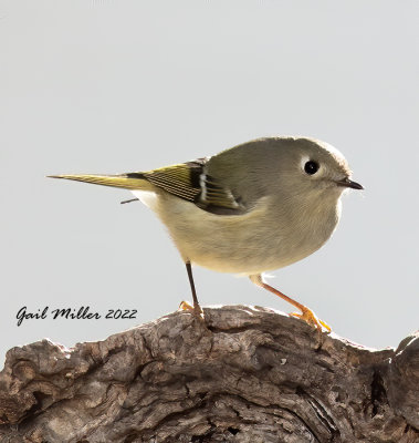 Ruby-Crowned Kinglet