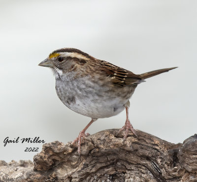 White-throated Sparrow