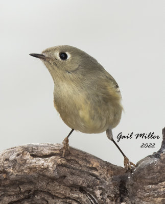 Ruby-crowned Kinglet