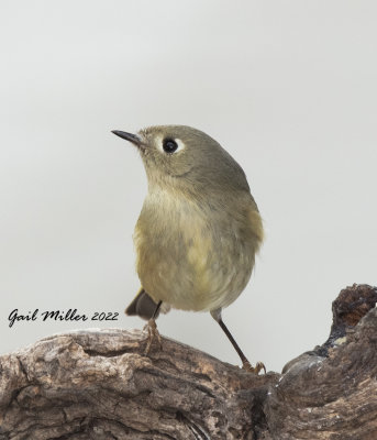 Ruby-crowned Kinglet