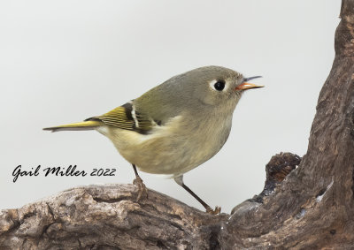 Ruby-crowned Kinglet