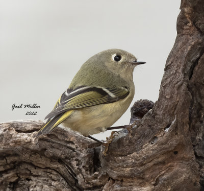 Ruby-crowned Kinglet