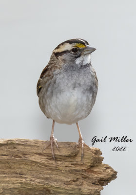 White-throated Sparrow