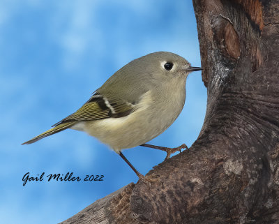 Ruby-crowned Kinglet