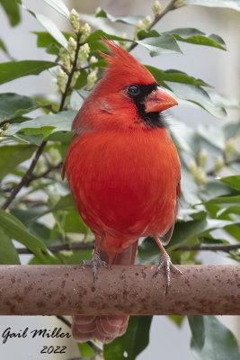 Northern Cardinal, male.