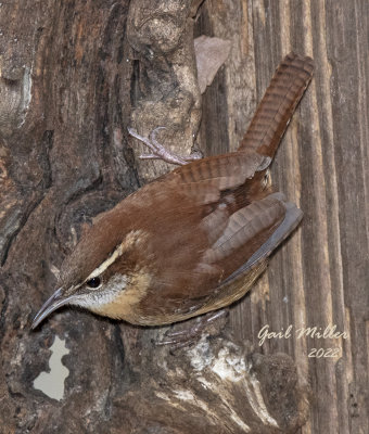 Carolina Wren