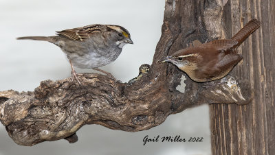 White-throated Sparrow and Carolina Wren