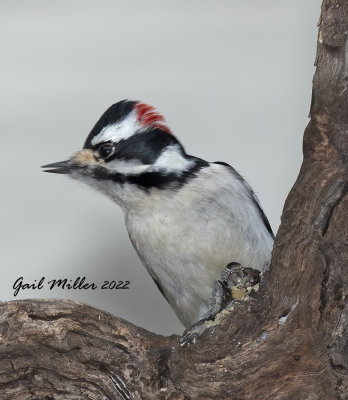 Downy Woodpecker, male.