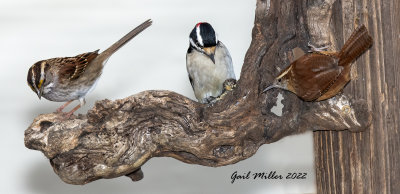 White-throated Sparrow, Downy Woodpecker and Carolina Wren.
There was a tiny bit of peanut butter suet on the perch. 